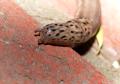 IMG_7090 slug